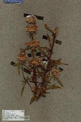 URN_catalog_HBHinton_herbarium_17250.jpg.jpg