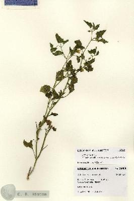 URN_catalog_HBHinton_herbarium_28460.jpg.jpg