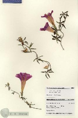 URN_catalog_HBHinton_herbarium_28506.jpg.jpg