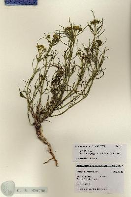 URN_catalog_HBHinton_herbarium_28477.jpg.jpg