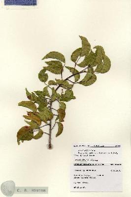 URN_catalog_HBHinton_herbarium_28490.jpg.jpg