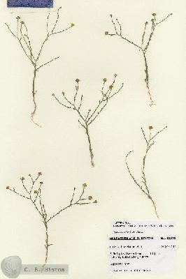 URN_catalog_HBHinton_herbarium_28591.jpg.jpg
