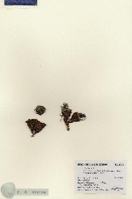 URN_catalog_HBHinton_herbarium_28558.jpg.jpg