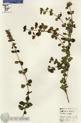 URN_catalog_HBHinton_herbarium_25565.jpg.jpg