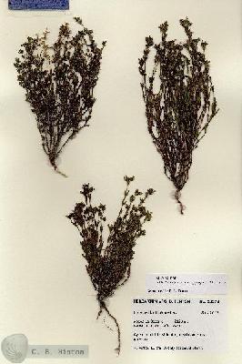 URN_catalog_HBHinton_herbarium_28579.jpg.jpg