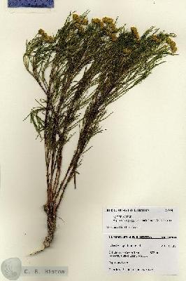 URN_catalog_HBHinton_herbarium_28604.jpg.jpg