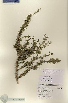 URN_catalog_HBHinton_herbarium_28626.jpg.jpg