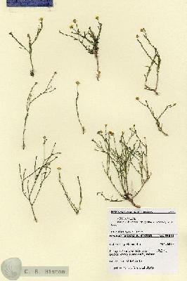 URN_catalog_HBHinton_herbarium_28661.jpg.jpg