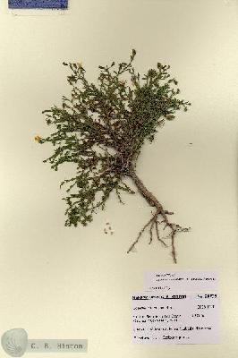 URN_catalog_HBHinton_herbarium_28739.jpg.jpg