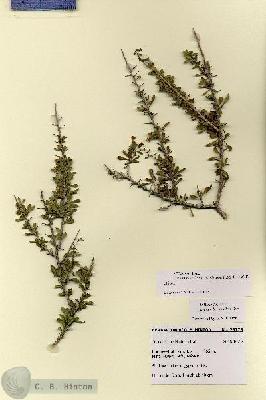 URN_catalog_HBHinton_herbarium_28778.jpg.jpg