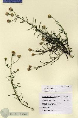 URN_catalog_HBHinton_herbarium_28788.jpg.jpg