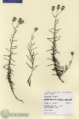 URN_catalog_HBHinton_herbarium_28789.jpg.jpg